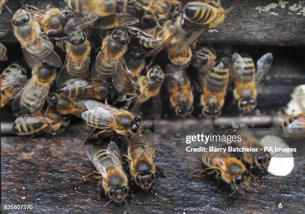 Bees at the entrance to a hive positioned close to Manuka bushes at the Tregothnan estate in Cornwall, where they are producing the UK's first Manuka...