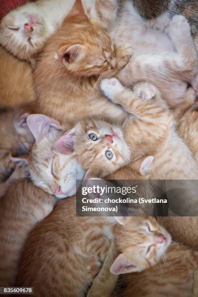 all sleep. i watch. - grupo de animales fotografías e imágenes de stock