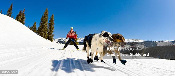 woman ski joring. - vail colorado stock pictures, royalty-free photos & images