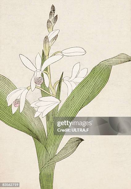 medical herb in japan - orchids stock illustrations