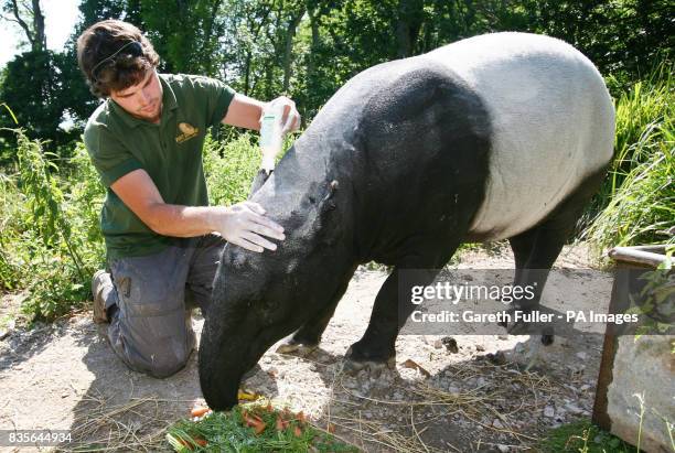 Malaka, a female Malayan Tapir, has sun cream rubbed on by Hoofstock Keeper Chris Lacey at Port Lympne Wild Animal Park in Kent as the hot weather...