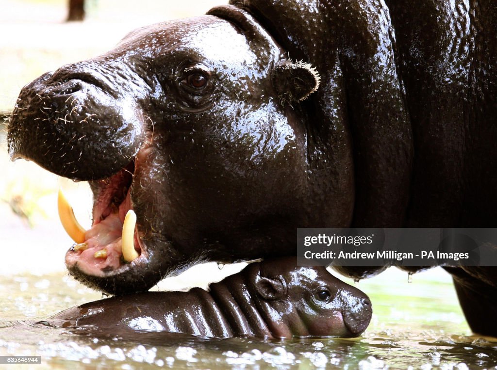 Baby hippo introduced to public