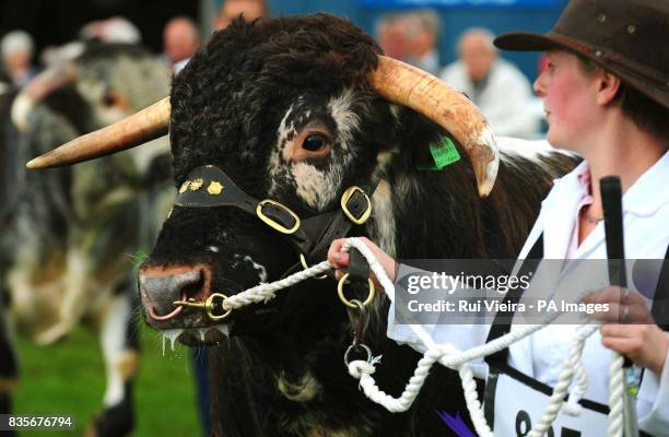 Longhorn cattle during judging at the Royal Show, Stoneleigh Park, Warwickshire .