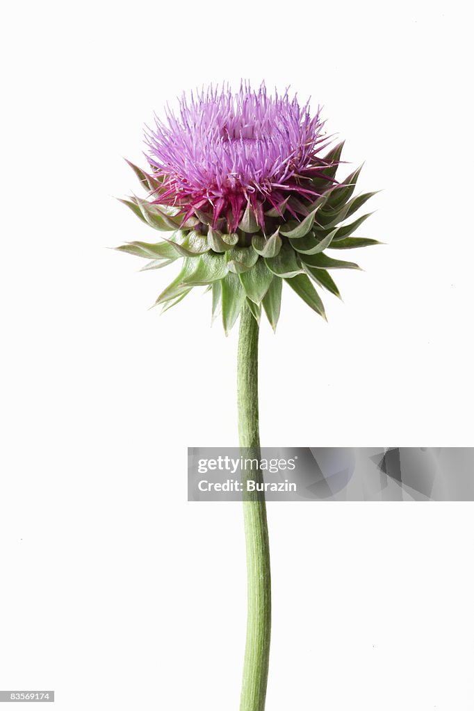 Thistle plant