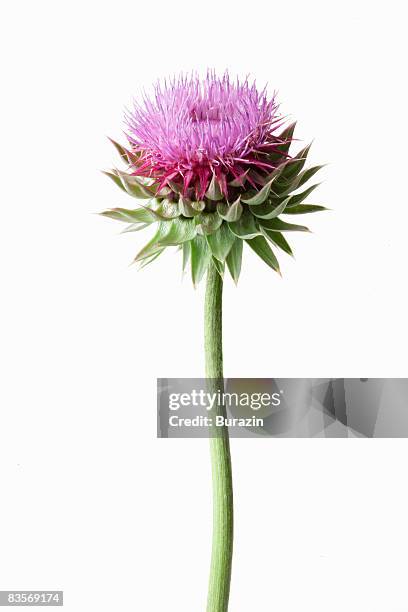 thistle plant - pink flower stem stock pictures, royalty-free photos & images
