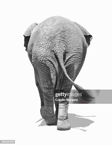 elephants behind - elephant stock pictures, royalty-free photos & images