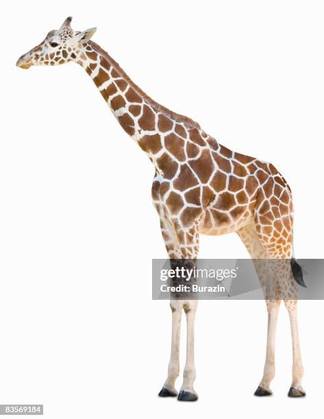 giraffe - girafe photos et images de collection
