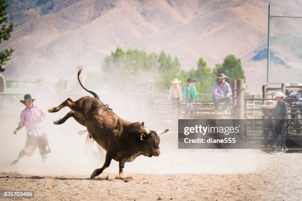 bull-fahrer bei einem kleinstadt-rodeo - bullock stock-fotos und bilder