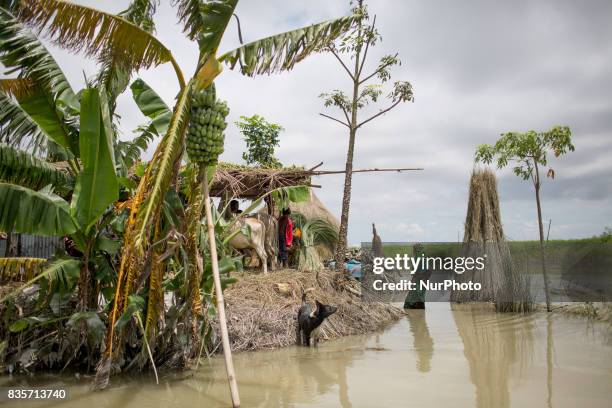 View of a flood affected village in Gaibandha, Bangladesh. August 19, 2017. Gaibandha is a district in Northern Bangladesh. It is a part of the...