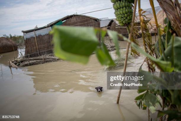 Dog is swimming in the flood water to survive in a village of Gaibandha, Bangladesh. August 19, 2017. Gaibandha is a district in Northern Bangladesh....