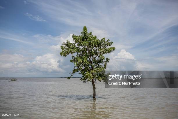 Lonely tree standing in the flood water. Gaibandha, Bangladesh. August 19, 2017. Gaibandha is a district in Northern Bangladesh. It is a part of the...