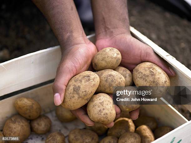 hands holding potato harvest - kartoffel wurzelgemüse stock-fotos und bilder