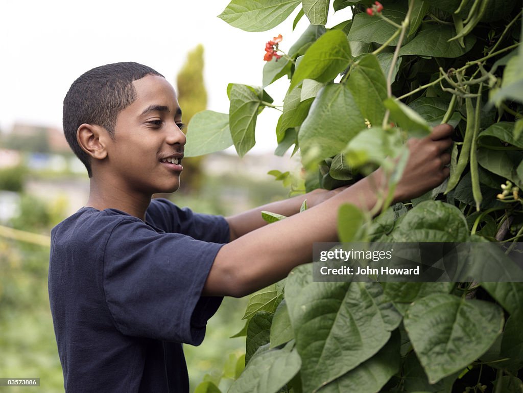 Teenage boy picking beans in alottment