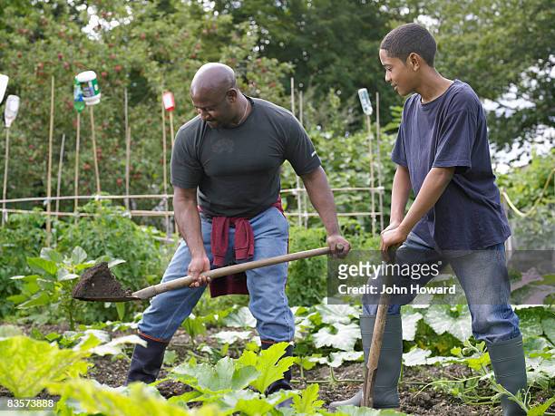 father and teenage son digging alottment - father and son gardening stock pictures, royalty-free photos & images