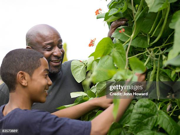 father and teenage son picking beans - pre adolescent child stock pictures, royalty-free photos & images