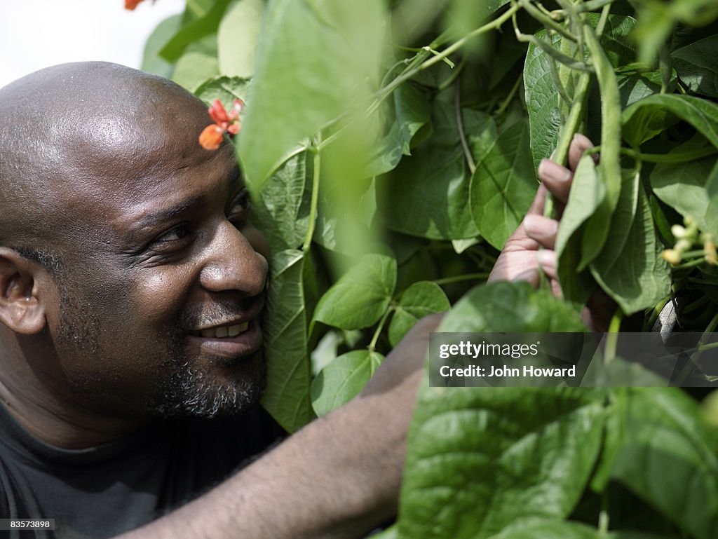 Man checking beans on the vine