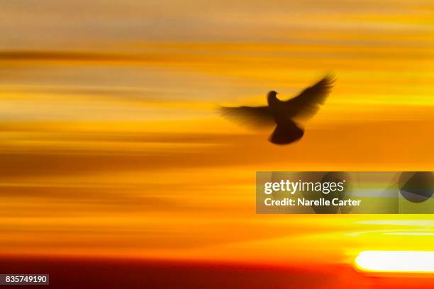 Bird Getting Angry 190 Angry Parrot Stock Photos, High-Res Pictures, and Images - Getty Images