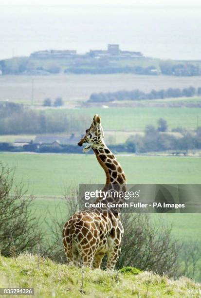 Giraffe streches its neck as it is released onto part of Romney Marsh in Kent, Tuesday April 4 as part of an new safari experience at the Port Lympne...