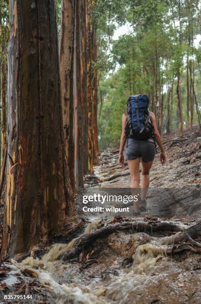 drenched woman hiking - rising damp stock pictures, royalty-free photos & images