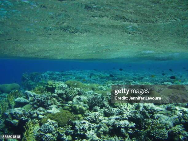 red sea snorkelling - aqaba stock pictures, royalty-free photos & images