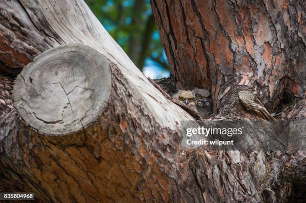 baby owls in old pine tree - eagle owl stock pictures, royalty-free photos & images