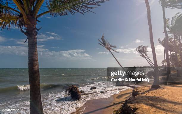 coconut trees losing ground to the sea in ramanathapuram - pamban rameswaram photos et images de collection