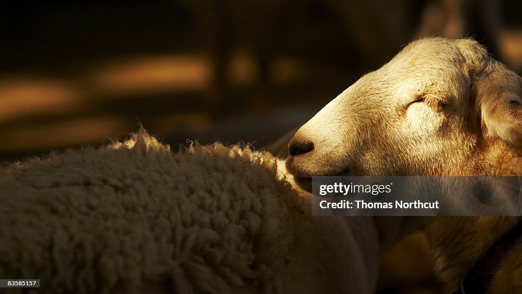 Animais de zoológico