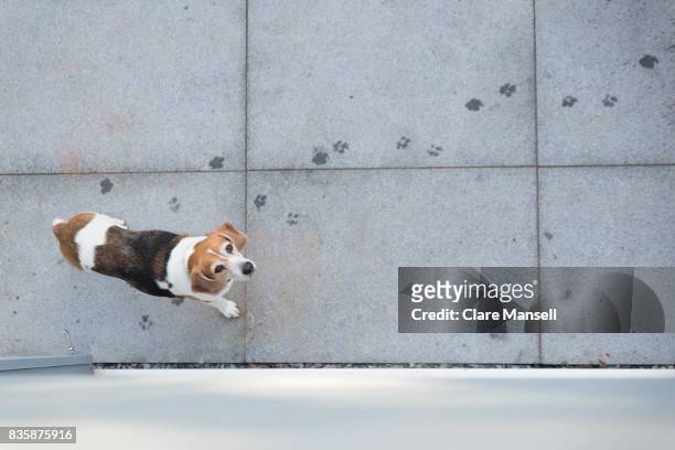 overhead shot of beagle on patio - ビーグル ストックフォトと画像