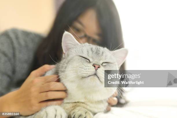 young woman scratching cat on bed - woman silver hair young stock-fotos und bilder