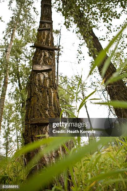 Tree Rung Ladder 164 Ladder Rungs Stock Photos, High-Res Pictures, and Images - Getty Images