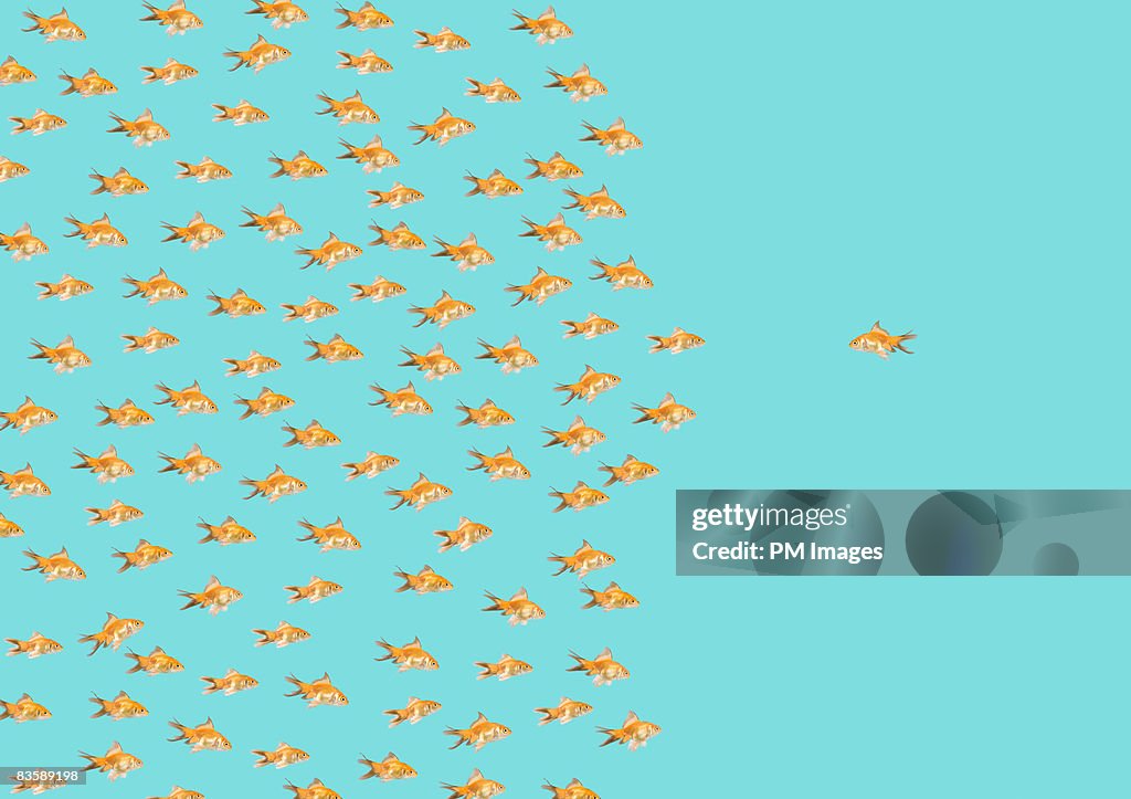 Large group of goldfish