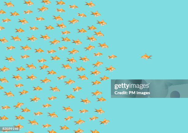 large group of goldfish - goldfish stock pictures, royalty-free photos & images