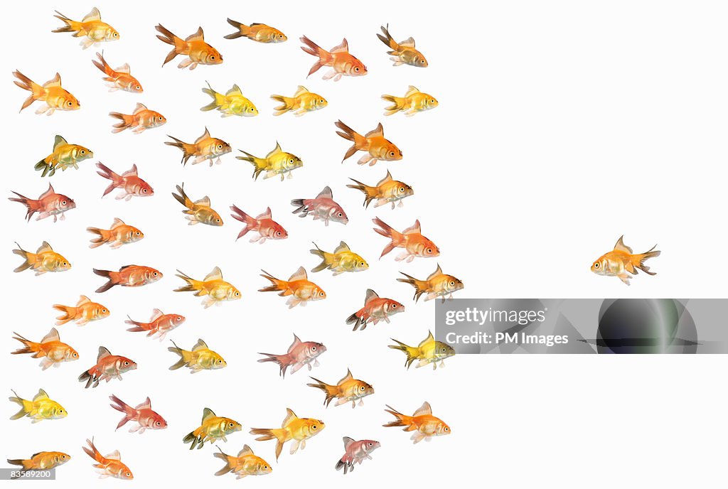 Group of goldfish facing one goldfish