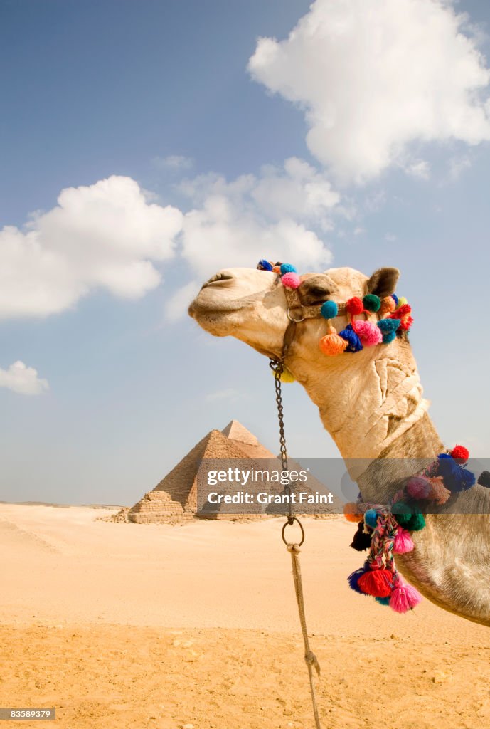 Camel in desert with pyramids background