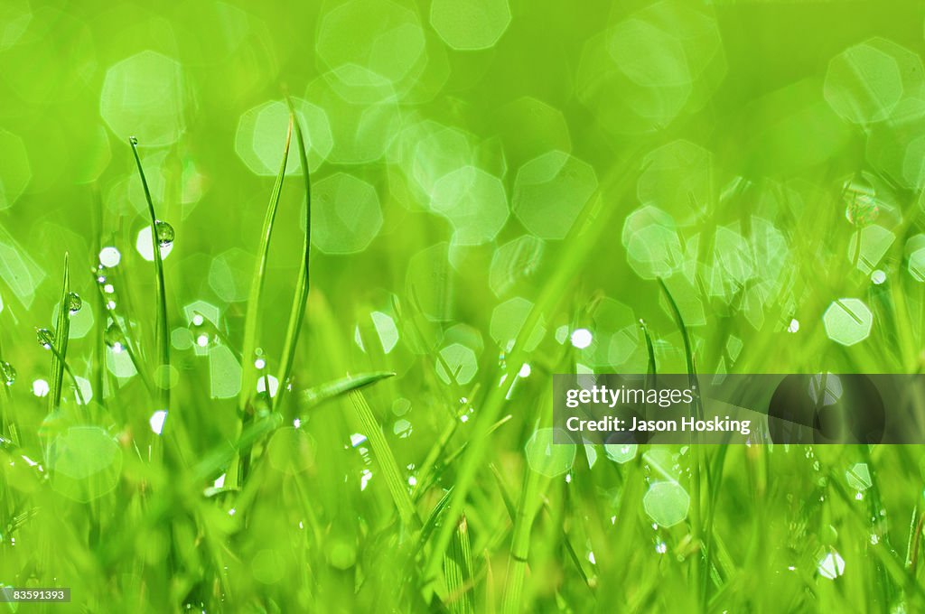 Close up of dew drops on lush blades of grass