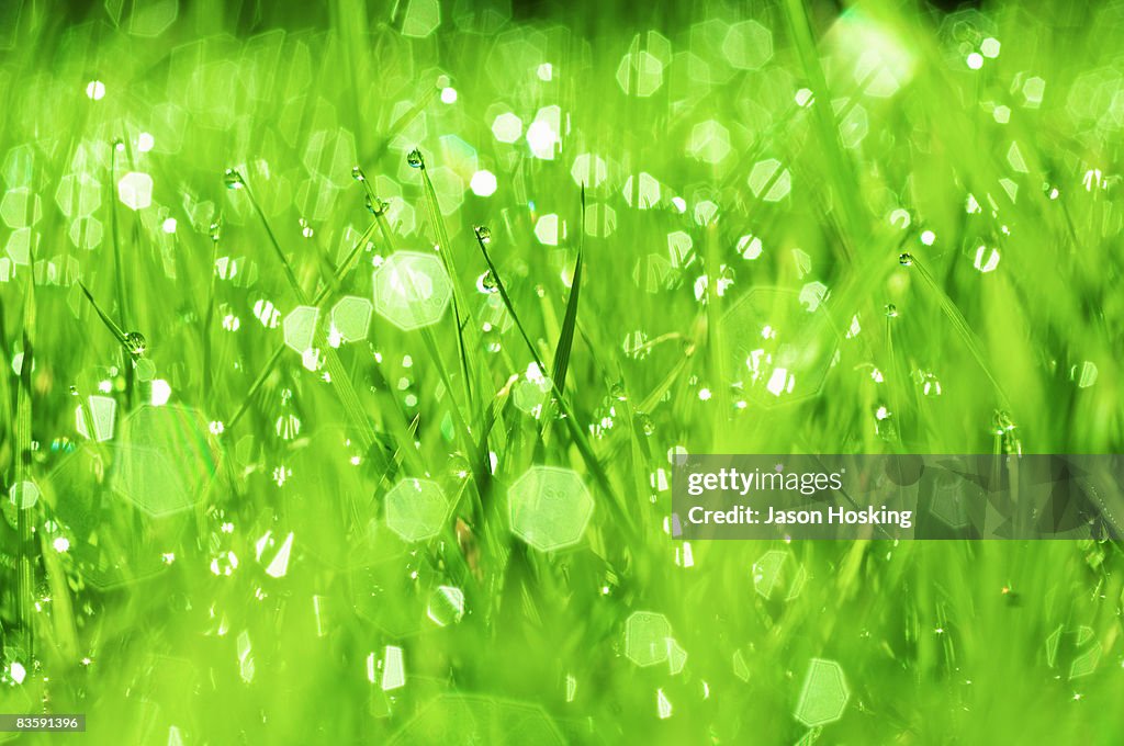 Close up of dew drops on lush blades of grass