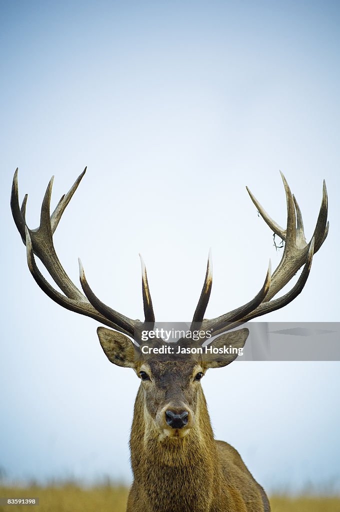 Close up of red deer stag (Cervus elaphus)