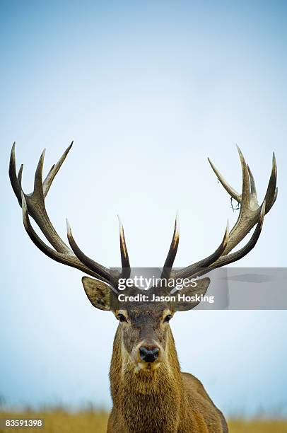 close up of red deer stag (cervus elaphus) - cervo veado - fotografias e filmes do acervo