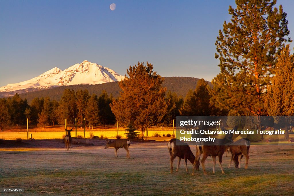 Oregon wildfire spreads in prime eclipse-viewing area, hundreds evacuated