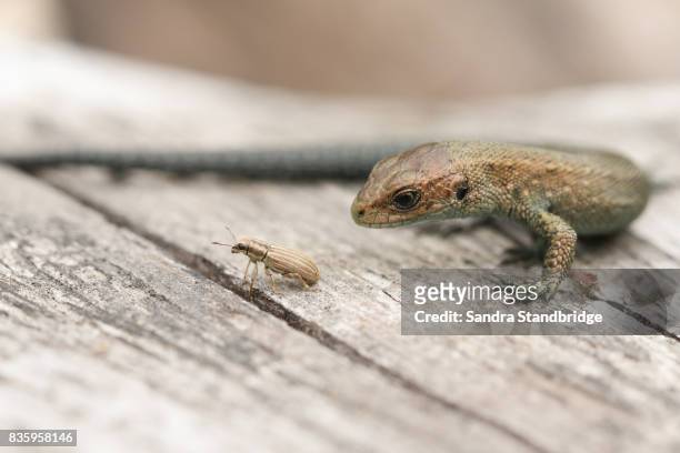 a common baby lizard (lacerta zootoca vivipara) just about to eat a weevil (sitona lineatus). - lacerta vivipara stock pictures, royalty-free photos & images