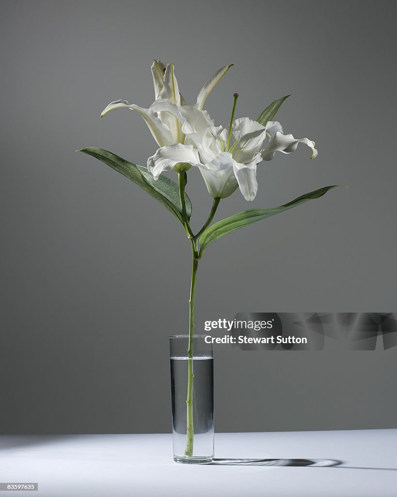 Still-life shot of lilies