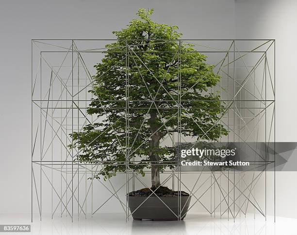 bonsai tree with miniature scaffolding - baugerüst stock-fotos und bilder