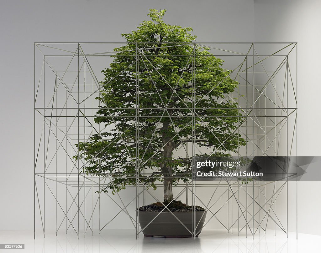 Bonsai tree with miniature scaffolding