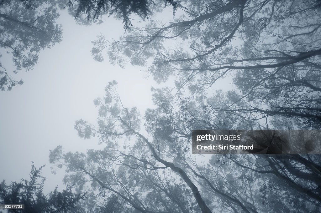 Tips of Eucalyptus tree branches in fog