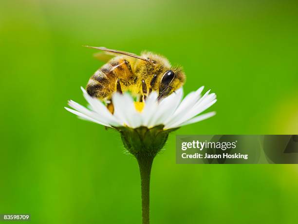 honey bee covered in pollen from daisy. - polinización fotografías e imágenes de stock