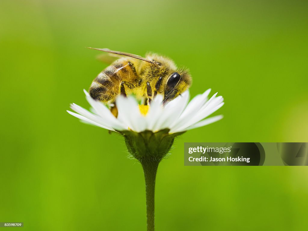 Honey bee covered in pollen from daisy.