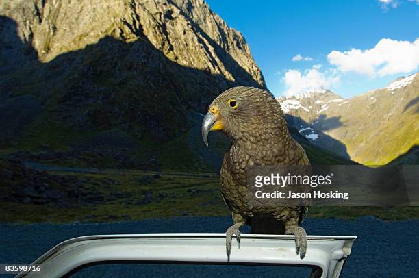kea or mountain parrot  perched on car door - kea stock pictures, royalty-free photos & images