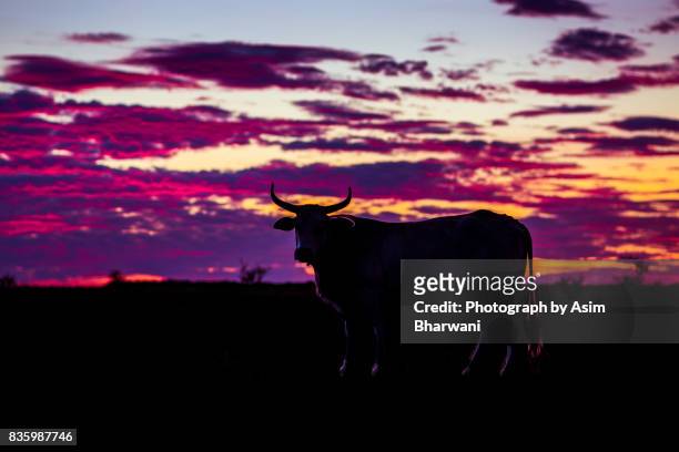 short horn longhorn - ranch icon stock pictures, royalty-free photos & images