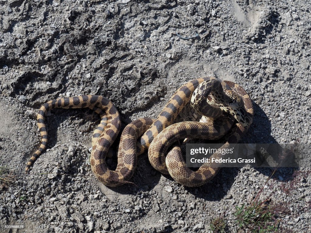 Bullsnakes Mating, Yellowstone National Park