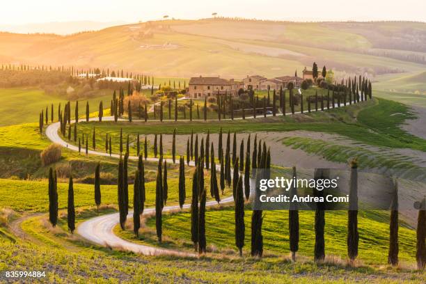 valdorcia, siena, tuscany. road of cypresses in a farmhouse at sunset - siena itália imagens e fotografias de stock